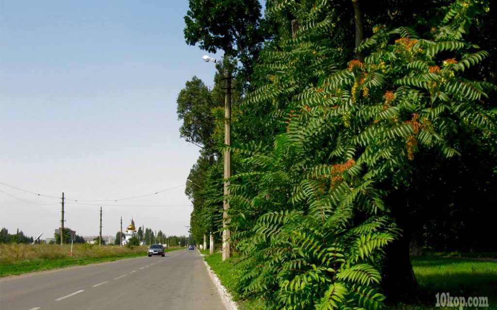 Родные улочки