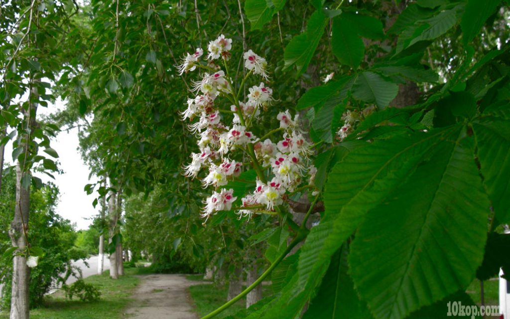 Цветут каштаны в городе родном,