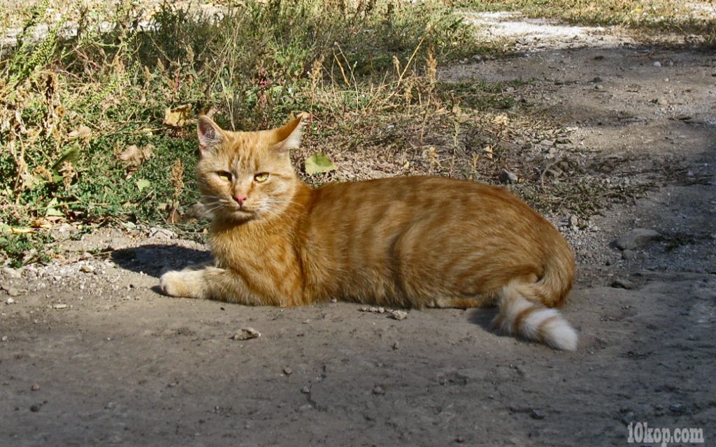 Про рыжего кота
