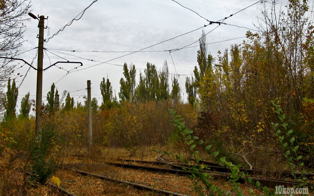 Теперь заросли