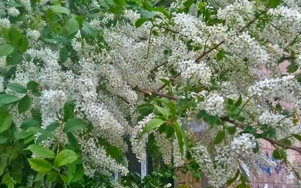 Май цветёт.  Авдеевка.
