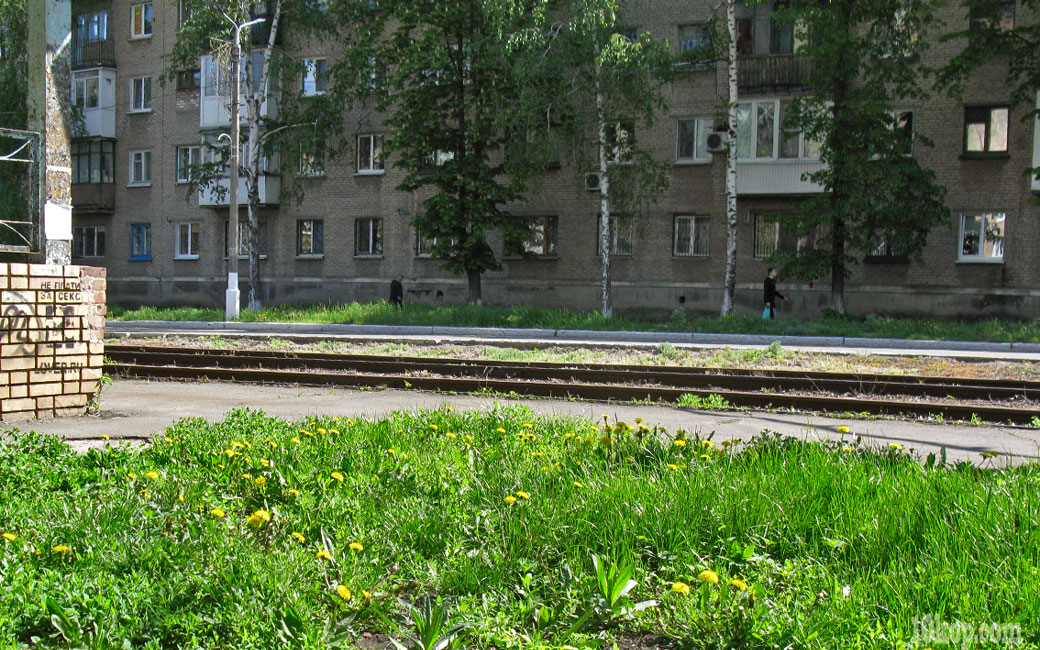 Одуванчики желтеют. Авдеевка.