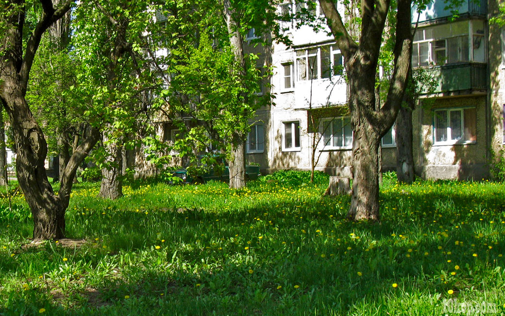 Одуванчики желтеют. Авдеевка.