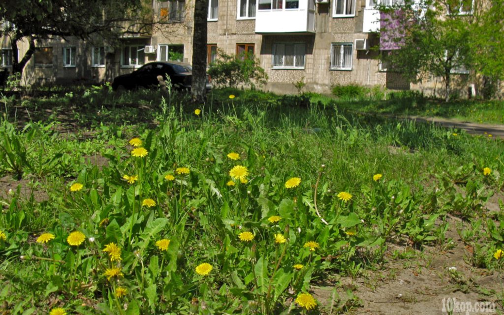 Одуванчики желтеют. Авдеевка.