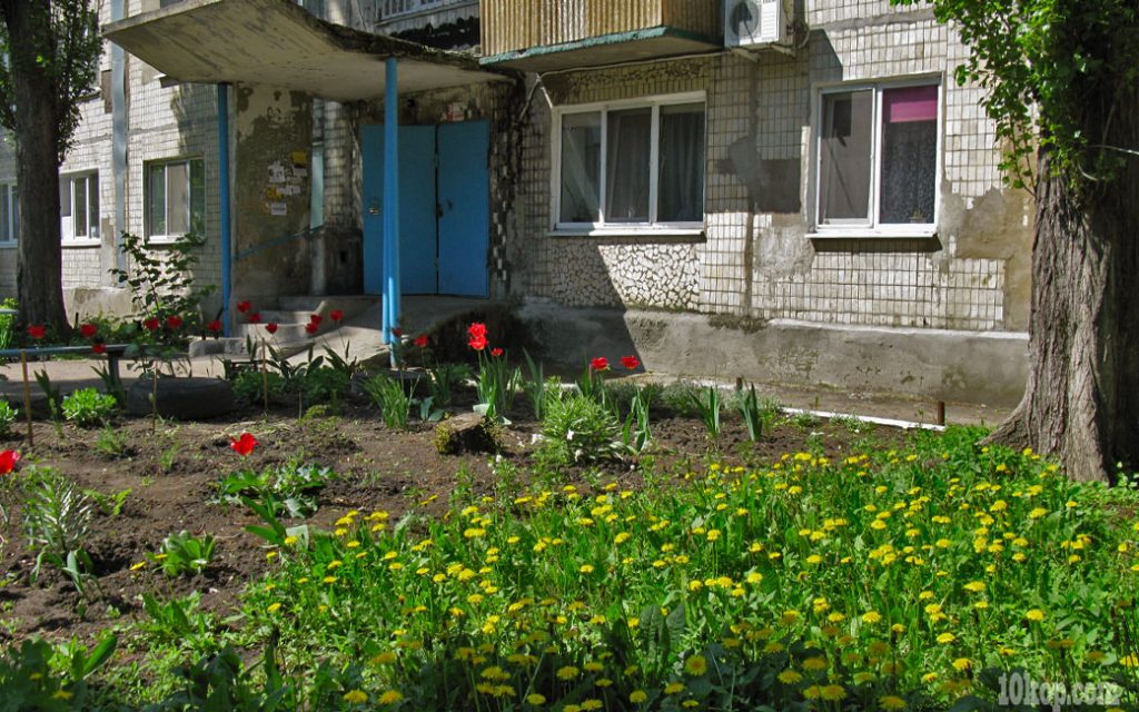 Одуванчики желтеют.  Авдеевка.