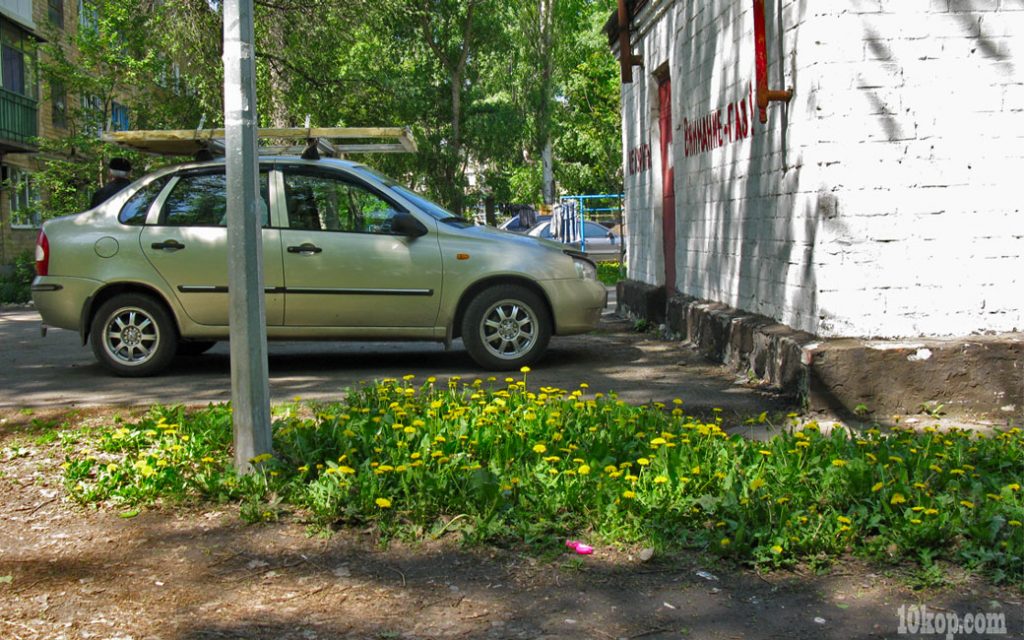 Одуванчики желтеют. Авдеевка.