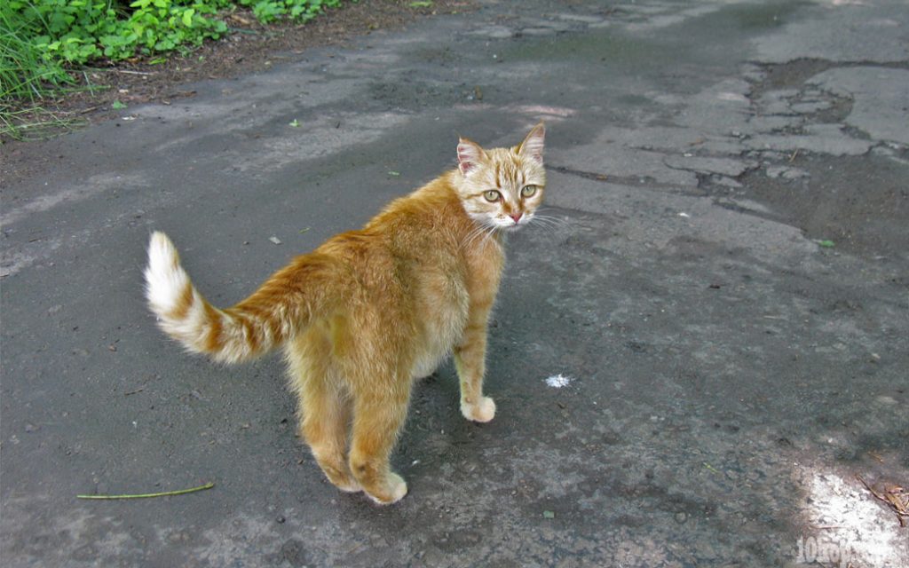 Про рыжего кота