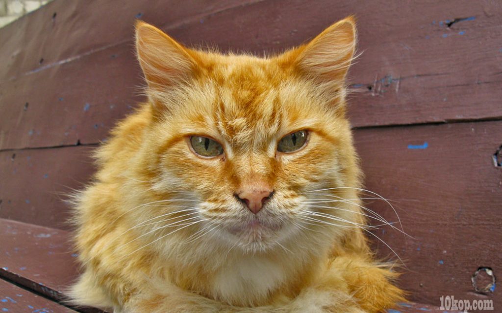 Про рыжего кота