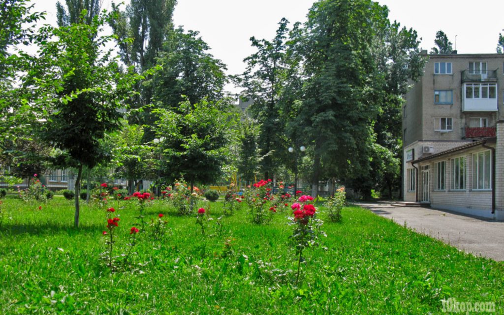 Розы.  Авдеевка.