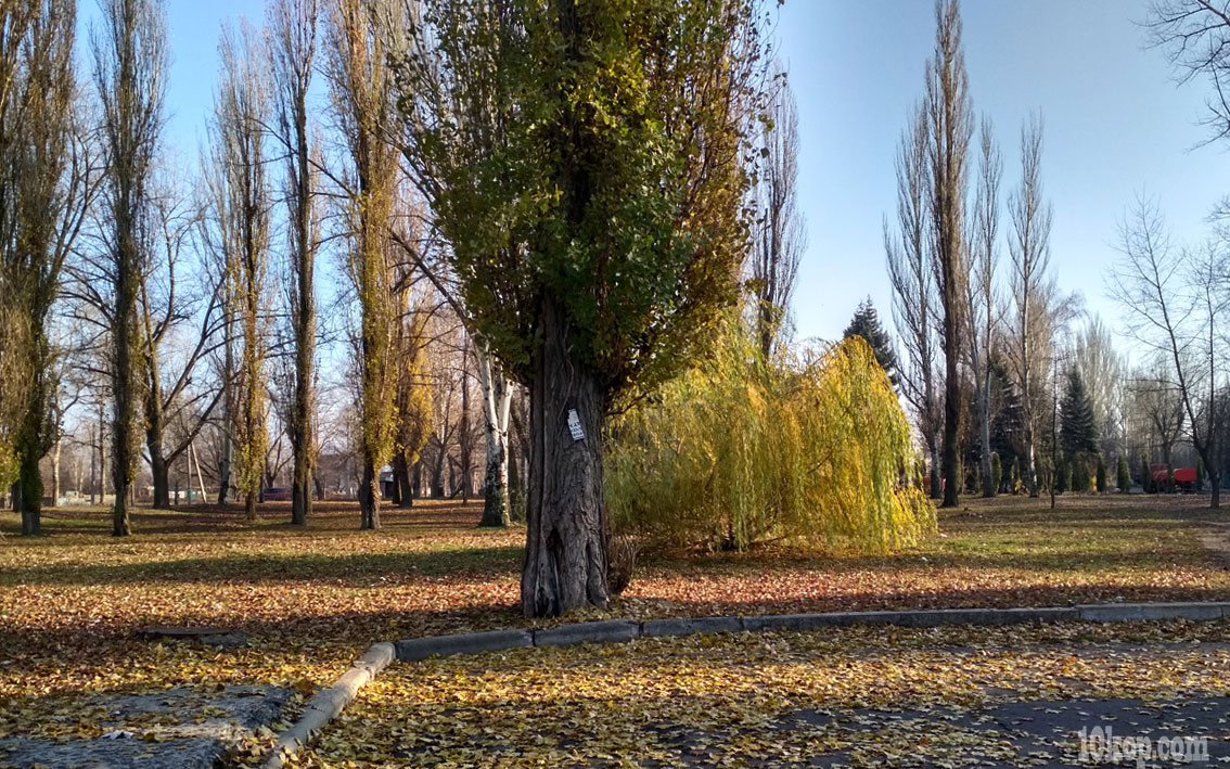 Старый тополь