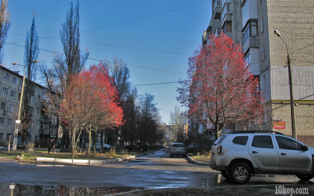 Рябина