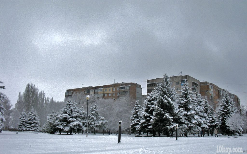 Ели  в  снегу